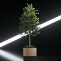 Green Leafy Tree in Wooden Planter Against Black Background with White Light and Floor Reflection