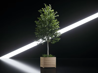 Green Leafy Tree in Wooden Planter Against Black Background with White Light and Floor Reflection 3d model