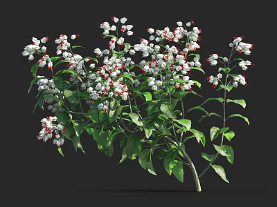 Lush Garden Plant With White Red Flowers And Green Leaves Branches 3d model