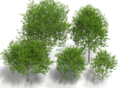 Broadleaf Tilia trees Landscape trees Street trees 3d model
