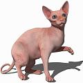 Modern Cat Animal Cat 3d model