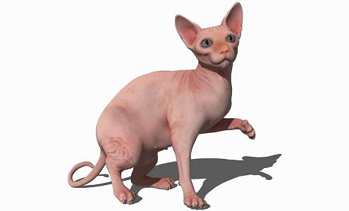 Modern Cat Animal Cat 3d model