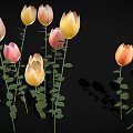 Colorful Tulips With Pink Yellow Orange Petals Green Stems And Leaves On Black Background