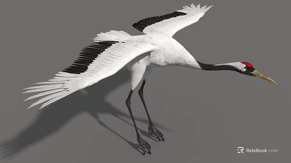 White Crane With Red Crown Spreading Wings And Black Wing Tips Standing Gracefully 3d model