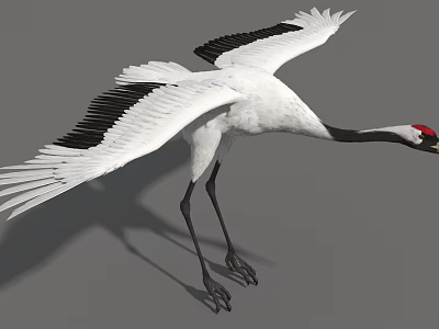 White Crane With Red Crown Spreading Wings And Black Wing Tips Standing Gracefully 3d model