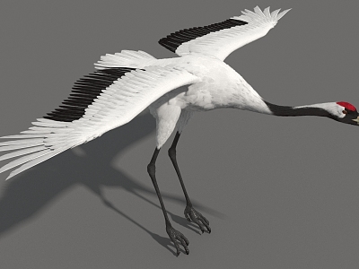 Crane Red-crowned Crane High Precision Crane Super Realistic High Precision Video Grade model