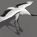 White Crane With Red Crown Spreading Wings And Black Wing Tips Standing Gracefully 3d model