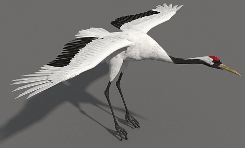 Crane Red-crowned Crane High Precision Crane Super Realistic High Precision Video Grade 3d model