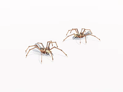 Detailed View of Two Brown and White Spiders with Long Legs on White Background 3d model