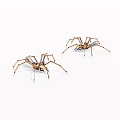 Detailed View of Two Brown and White Spiders with Long Legs on White Background