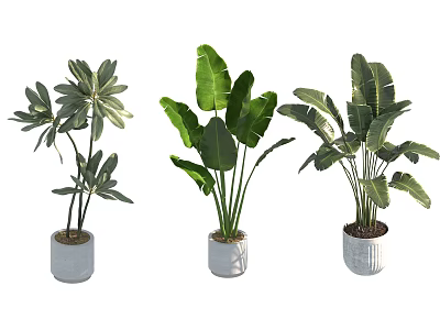 Three Indoor Potted Plants With Large Green Leaves And White Planters 3d model