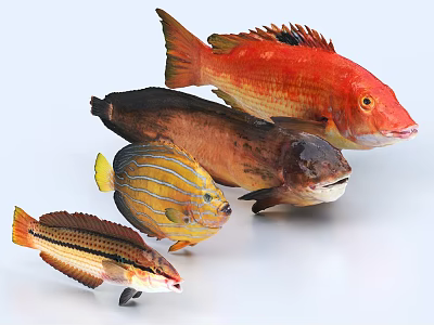 Various Colorful Aquatic Fish With Red Yellow Striped And Brown Bodies And Unique Shapes 3d model