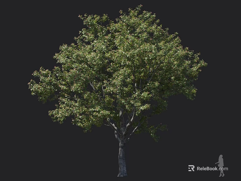 Tall Arbor With Lush Green Leaves Sturdy Trunk And Human Figure For Size Reference 3d model 