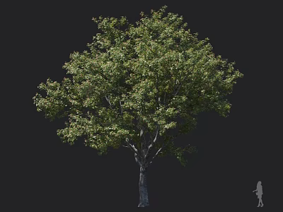 Tall Arbor With Lush Green Leaves Sturdy Trunk And Human Figure For Size Reference 3d model