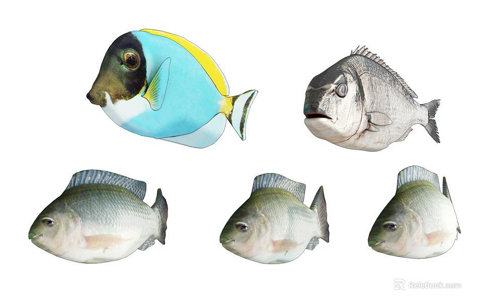 Vibrant Blue Yellow Striped and Gray Aquatic Fish with Multiple Varieties 3d model 