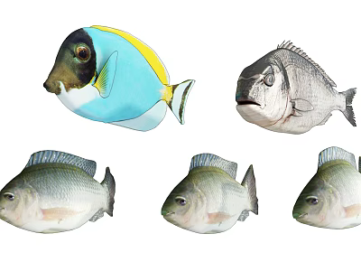 Vibrant Blue Yellow Striped and Gray Aquatic Fish with Multiple Varieties 3d model