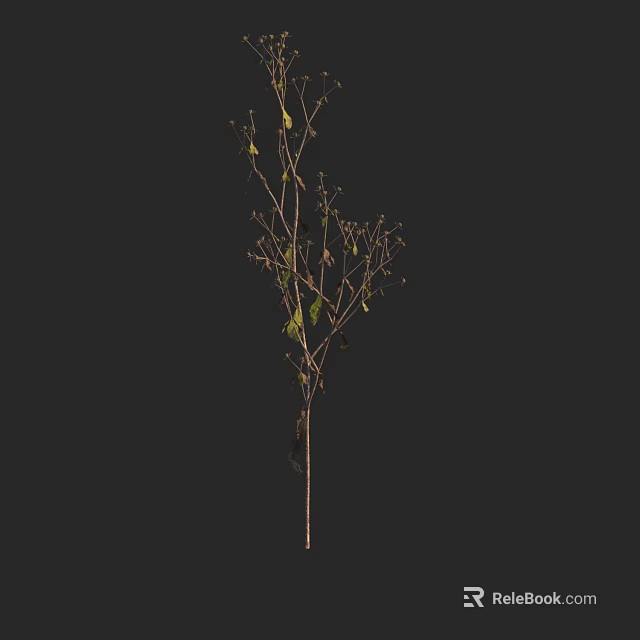 Natural Green Leafy Plant With Thin Stem And Small Branches On Black Background 3d model