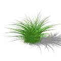 Green Shrub With Long Slender Leaves And Lush Appearance On White Background
