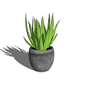 Aloe Vera Potted Plant With Vibrant Green Leaves In Gray Pot