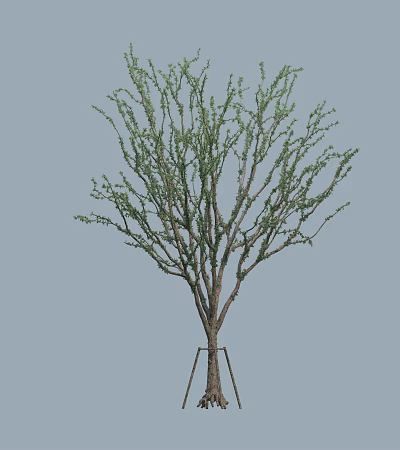 Modern Trees Small Trees 3d model Modern Trees Small Trees 3d model
