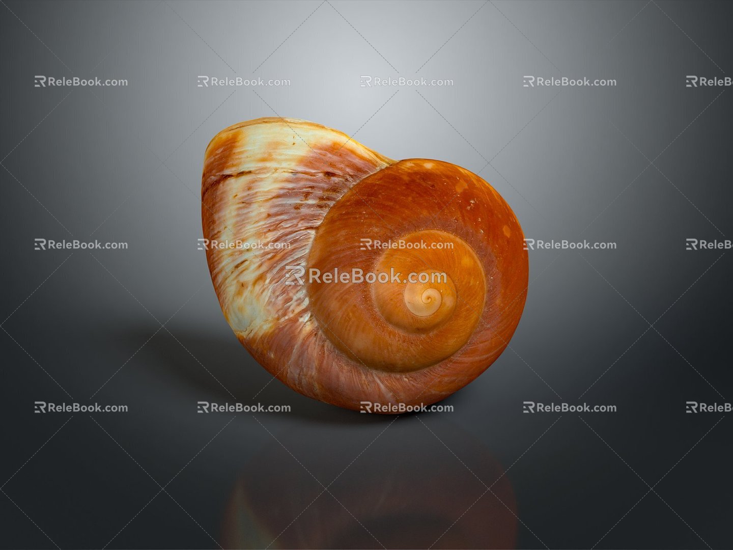 conch bone snail snail field snail shellfish marine animal fish freshwater fish marine fish animal 3d model