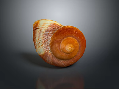 Marine Aquatic Animal Conch with Natural Spiral Orange and White Shell 3d model