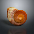 Marine Aquatic Animal Conch with Natural Spiral Orange and White Shell