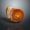 conch bone snail snail field snail shellfish marine animal fish freshwater fish marine fish animal 3d model