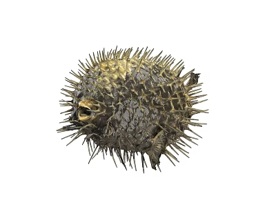 Spiky Round Pufferfish Marine Animal With Yellowish Brown And Gray Grid Like Texture 3d model