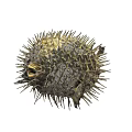 Spiky Round Pufferfish Marine Animal With Yellowish Brown And Gray Grid Like Texture
