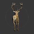 Realistic Light Brown Deer With Large Antlers Standing On Black Background 3d model