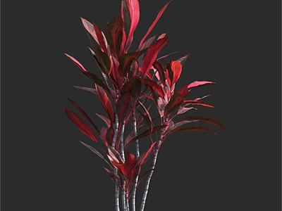 Beautiful Colorful Shrub With Red And Green Leaves And Slender Stems 3d model