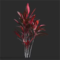 Beautiful Colorful Shrub With Red And Green Leaves And Slender Stems