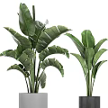 Various Bonsai and Potted Green Plants with Large Leaves Ferns and Modern Black Grey Planters
