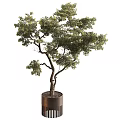 Artistic Bonsai Tree With Curved Trunk And Lush Foliage In Dark Pot