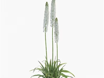 White Spike Like Flowers With Tall Green Stems And Fresh Green Leaves 3d model