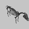 Artistic Animal Skeleton Display With Detailed Structure On Green Geometric Background
