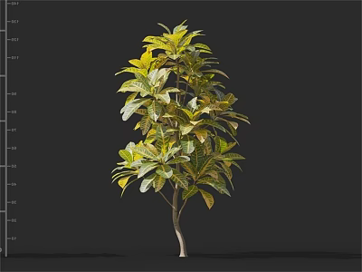 Single Trunk Arbor With Green Yellow Variegated Leaves For Garden Landscaping 3d model