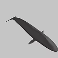 Realistic Blue Whale 3D Model With Smooth Surface On Black Background 3d model