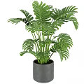 Lush Green Potted Plants with Monstera Leaves in Gray Pots for Indoor Home Decor