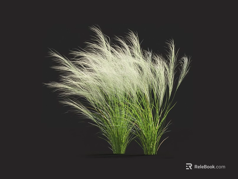 White Feather Ornamental Grass With Green Leaves And Plumed Appearance In Garden Decor 3d model 