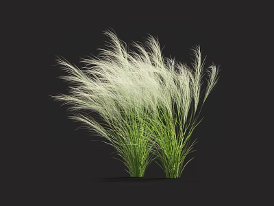 White Feather Ornamental Grass With Green Leaves And Plumed Appearance In Garden Decor 3d model