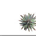 Vibrant Green and Red Leaf Succulent Plant with Pointed Tips and Lush Healthy Growth