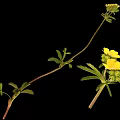 Wild Plant With Yellow Flowers And Green Leaves On Long Curved Stem