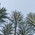 Various Sizes of Arbor Trees in Row with Green Foliage and Straight Trunks
