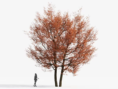 Autumn Arbor With Vibrant Orange Red Leaves And Person Standing Under 3d model