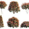 Colorful Garden Shrubs With Red And Green Leaves In Various Shapes