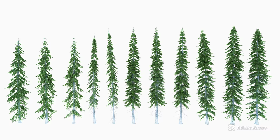 Tall Green Trees With Slender Trunks And Conical Crowns Growing In A Row 3d model 