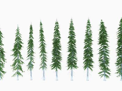 Tall Green Trees With Slender Trunks And Conical Crowns Growing In A Row 3d model