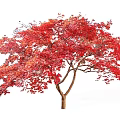 Vibrant Red Leaf Arbor with Lush Foliage and Sturdy Trunk in Autumn Season